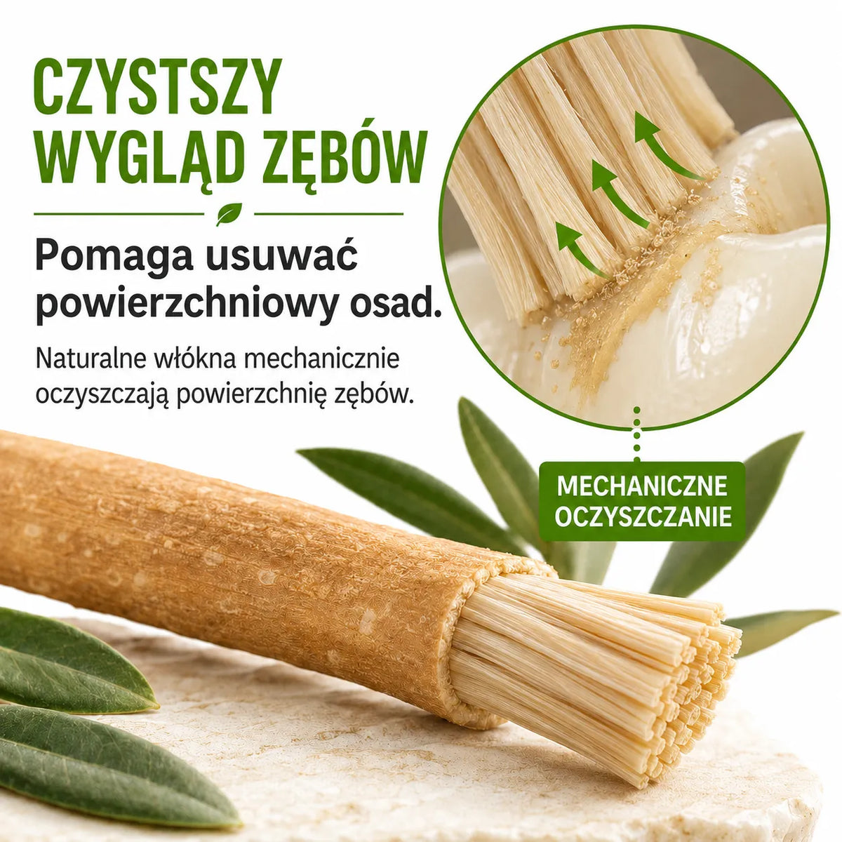 Korzeń Torsiv, naturalna szczoteczka