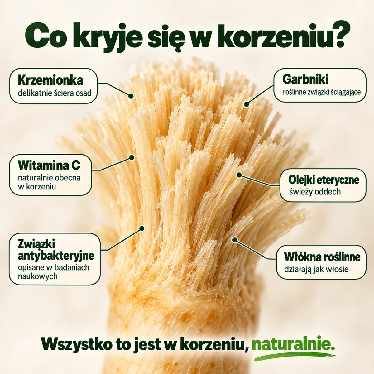 Korzeń Torsiv, naturalna szczoteczka